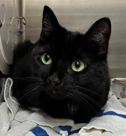 An adult small-sized female Domestic Short Hair cat named Foo Foo for adoption in New Albany, IN