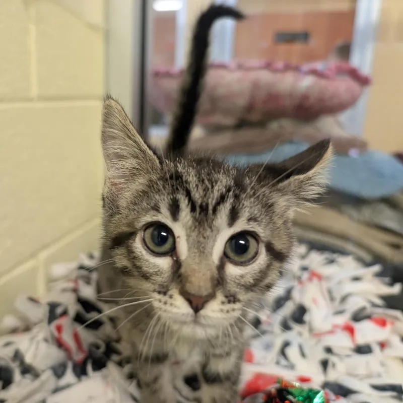 A baby medium-sized female Brown / Chocolate Domestic Short Hair cat named Mae for adoption in Naples, FL