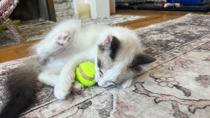 A baby small-sized male Buff & White Snowshoe cat named Huey for adoption in San Francisco, CA