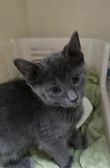 A young small-sized male Domestic Short Hair cat named A Cinder Petco West for adoption in North Charleston, SC