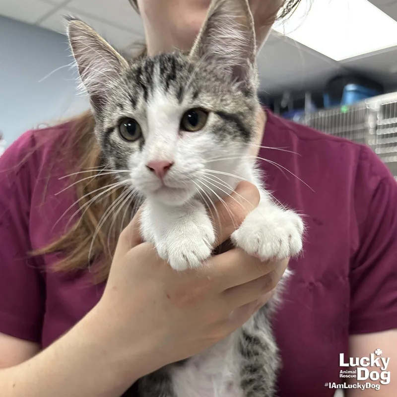 A baby medium-sized male Domestic Short Hair cat named Sandusky for adoption in Washington, DC