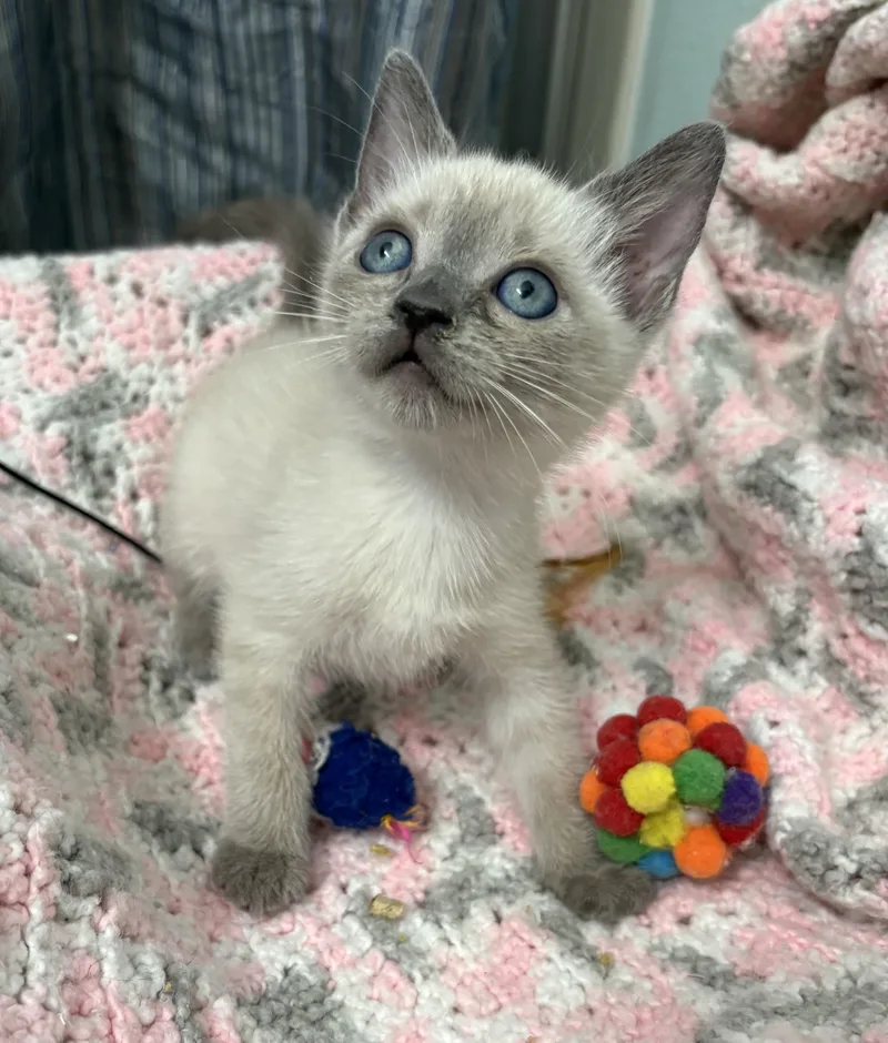 A baby medium-sized female Lilac Point Siamese cat named Skye for adoption in Brooksville, FL