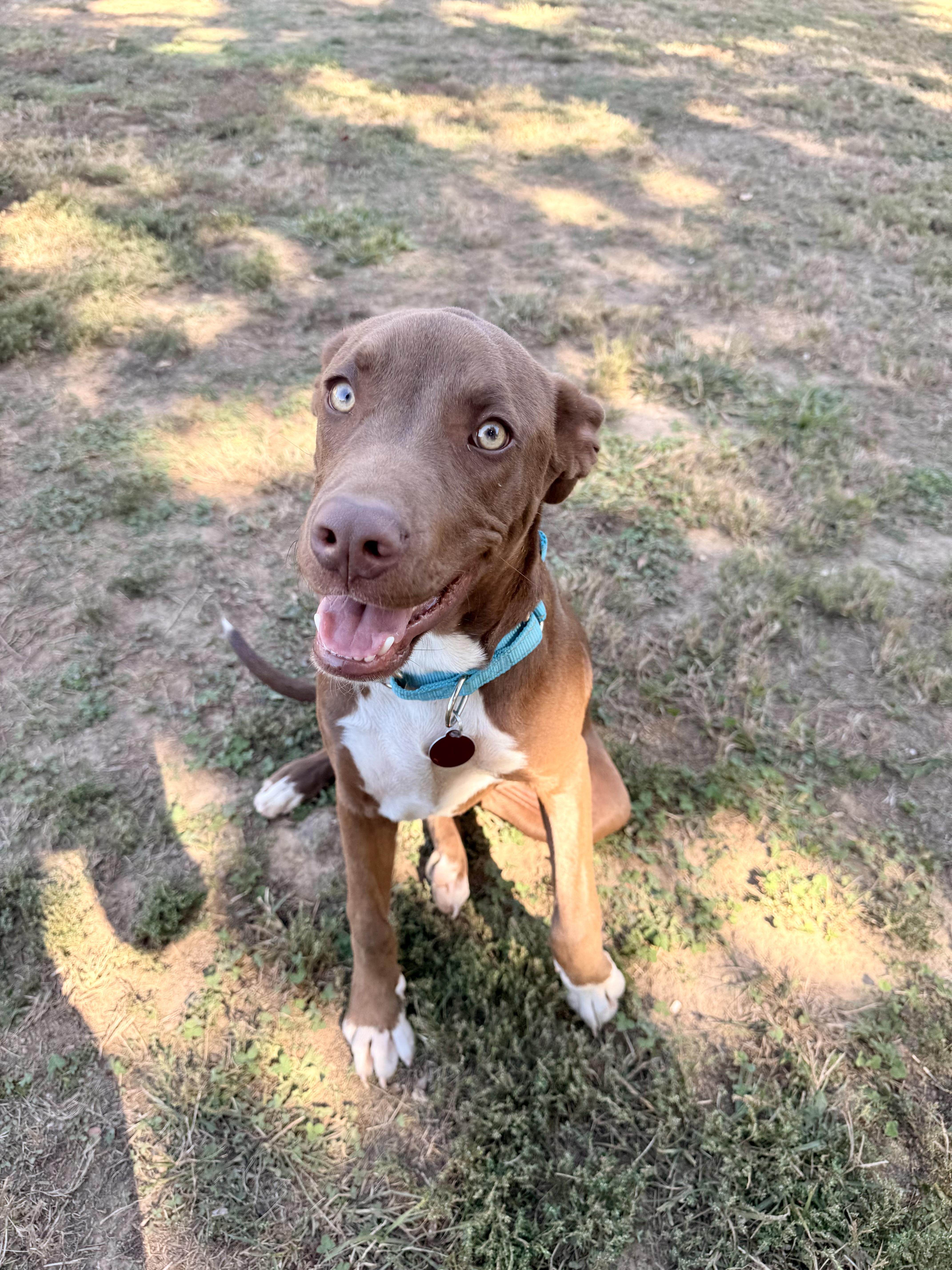 A young medium-sized male Mixed Breed dog named Rolo for adoption in Franklin, TN