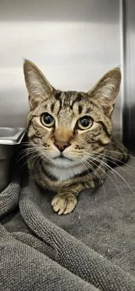 An adult small-sized male Domestic Short Hair cat named Water for adoption in Scotia, NY