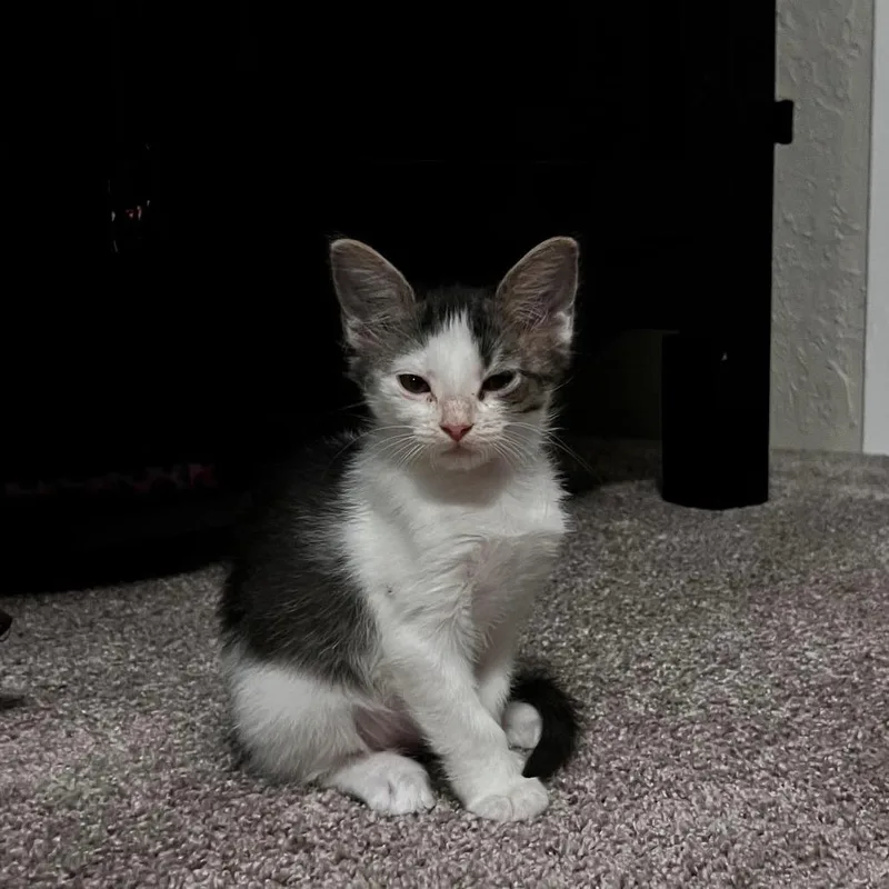 A baby small-sized female White Domestic Short Hair cat named Sassy for adoption in Wadena, MN