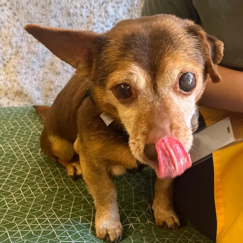 A senior small-sized male Brown / Chocolate Chihuahua dog named Homestretch for adoption in San Francisco, CA
