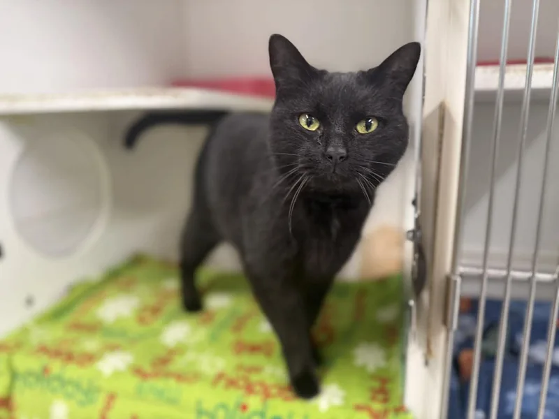 An adult medium-sized male Black Domestic Short Hair cat named Dotty for adoption in Leitchfield, KY