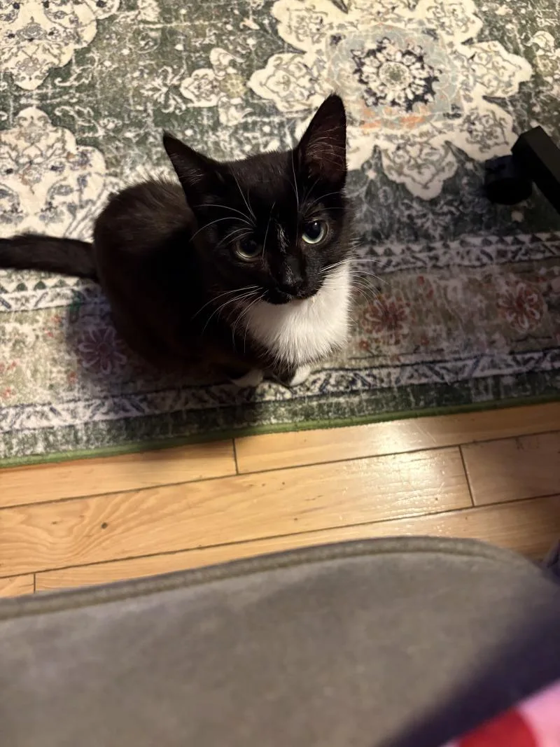 An adult medium-sized female Black Domestic Short Hair cat named Buttons for adoption in Grand Rapids, MI