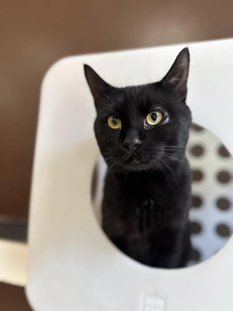 A young large-sized male Black Domestic Short Hair cat named Midnight for adoption in North Haven, CT