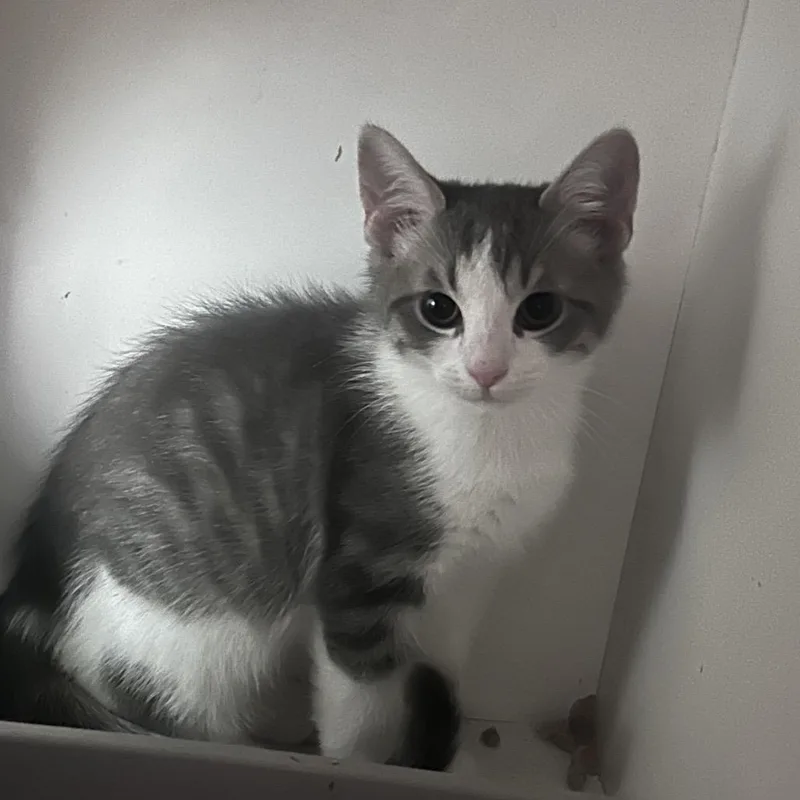 A baby small-sized male Gray / Blue / Silver Domestic Short Hair cat named Graham for adoption in Uniontown, PA