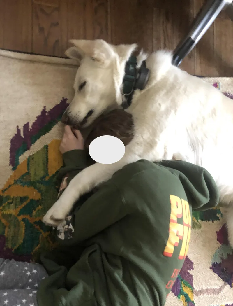An adult large-sized male White / Cream German Shepherd Dog dog named Ernest for adoption in Amherst, MA
