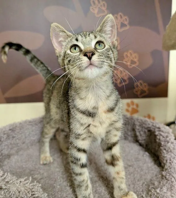 A baby medium-sized female Torbie Domestic Short Hair cat named Pixie for adoption in Lake Orion, MI
