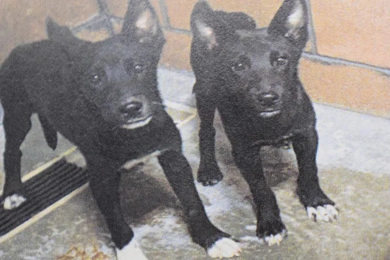 A baby medium-sized male German Shepherd Dog named Abra for adoption in Pahrump, NV
