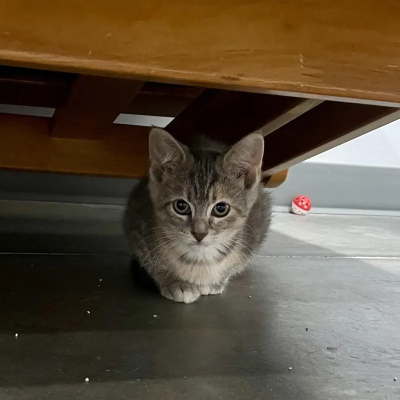 A baby small-sized female Gray / Blue / Silver Domestic Short Hair cat named Edna for adoption in Fairmont, WV