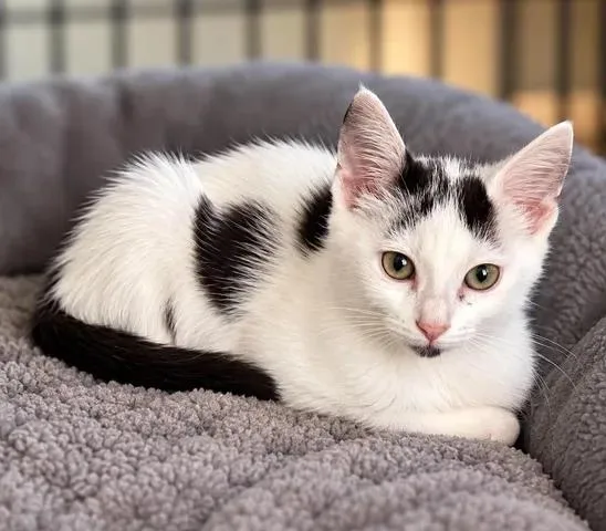 A young medium-sized female Black Domestic Short Hair cat named Everest for adoption in Urbana, IL