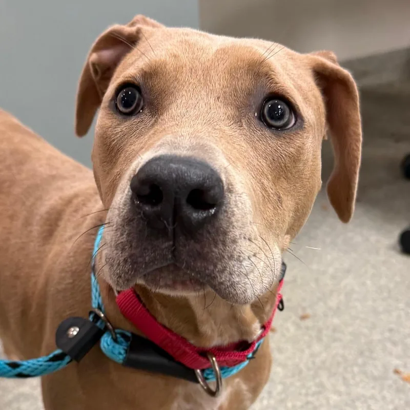 A young medium-sized female Brown / Chocolate Mixed Breed dog named Ruth for adoption in Jacksonville, FL