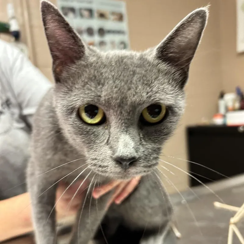 An adult medium-sized female Gray / Blue / Silver Domestic Short Hair cat named Zahra for adoption in Newport, NC