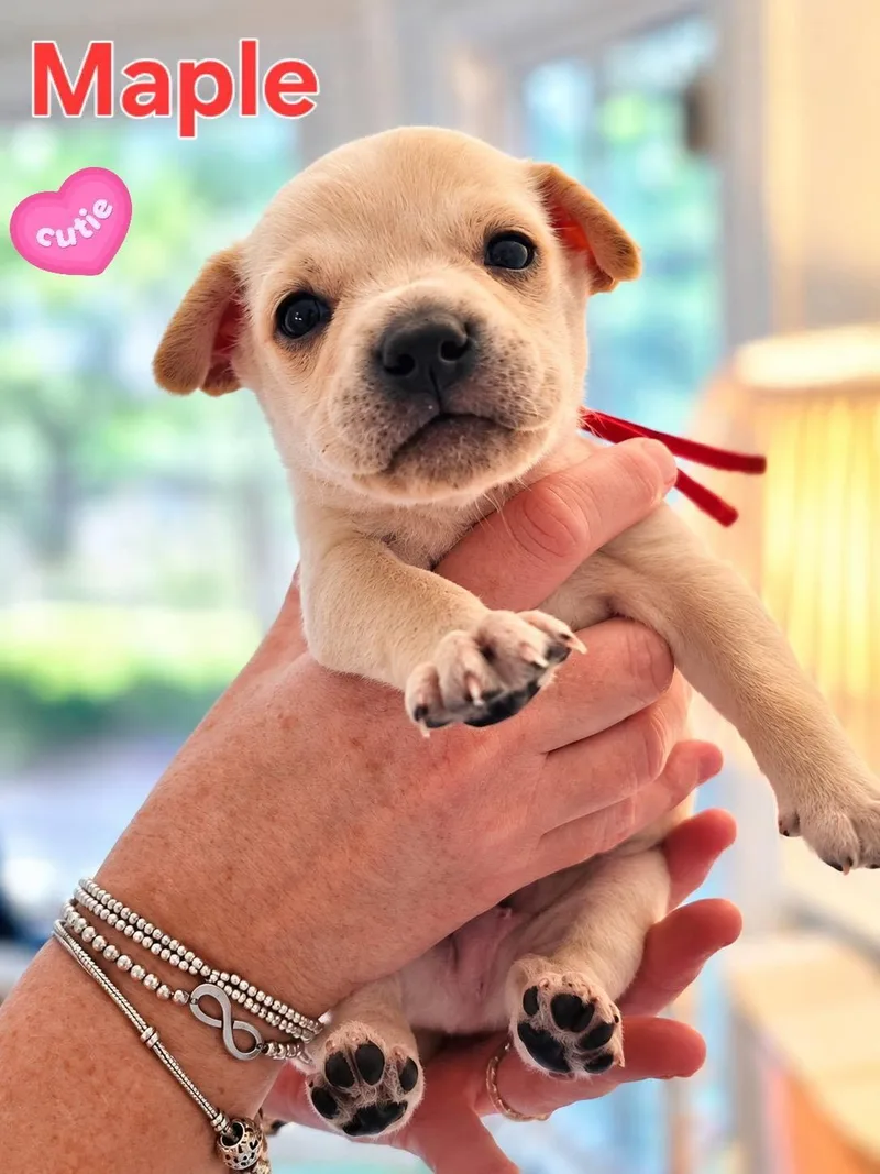A baby medium-sized male Mixed Breed dog named Maple  Willow Mae for adoption in Holly Springs, NC