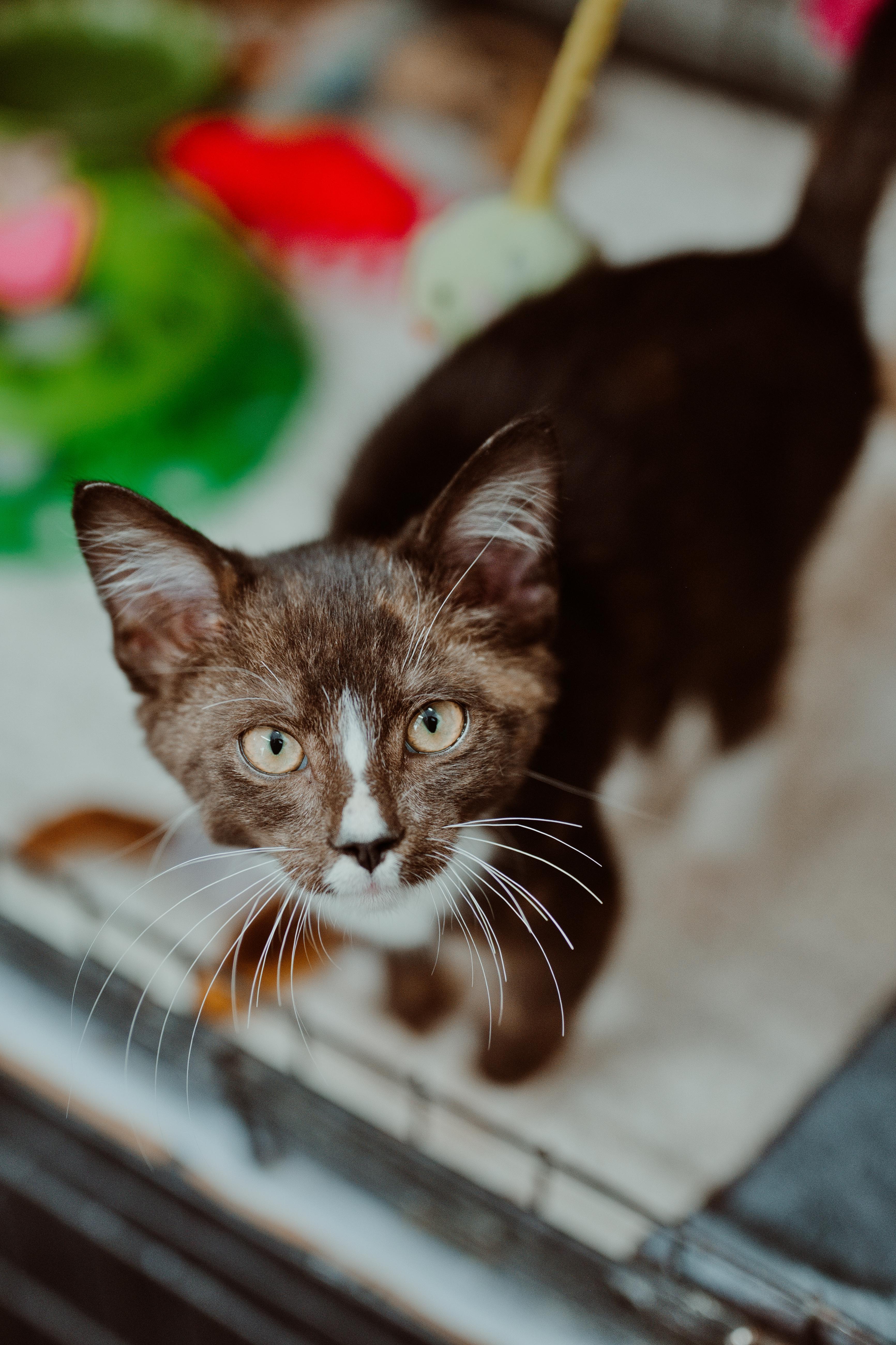 A baby medium-sized male Black Domestic Short Hair cat named Go Go Boots for adoption in Le Mars, IA