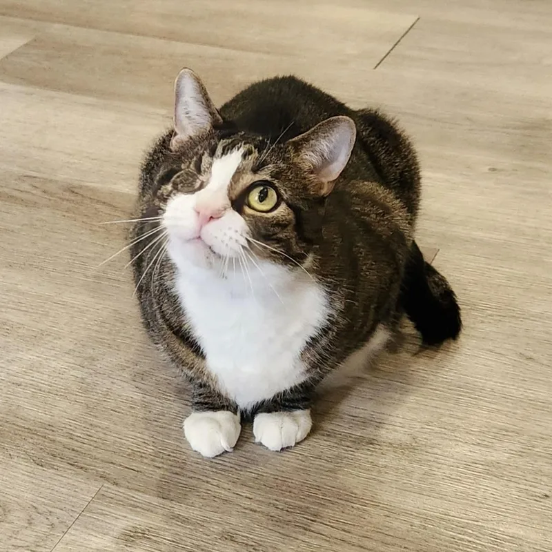 An adult medium-sized male Tabby (Buff / Tan / Fawn) Tabby cat named Munchkin for adoption in Washington, PA