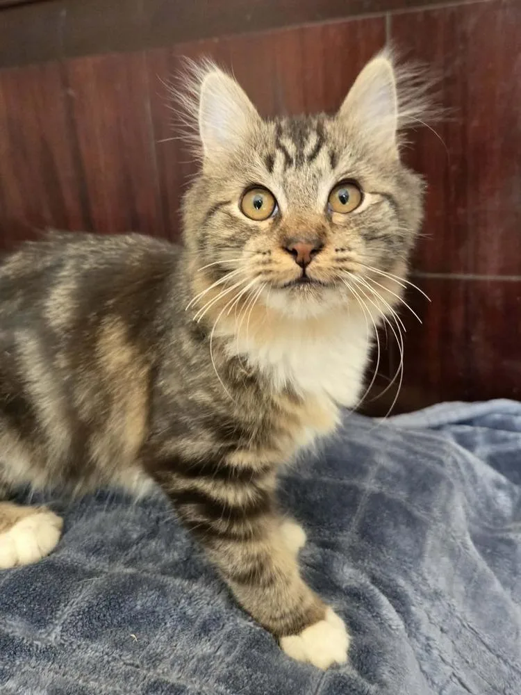 A baby medium-sized female Domestic Short Hair cat named Trudy for adoption in Salinas, CA