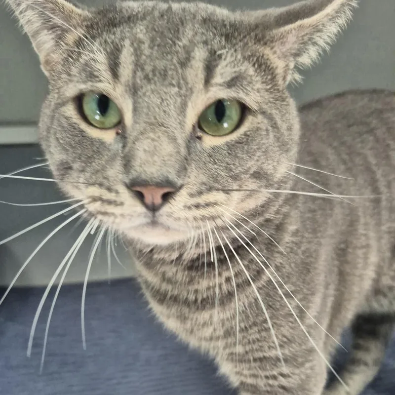 An adult large-sized male Gray / Blue / Silver Domestic Short Hair cat named Jonathan for adoption in Newark, NJ