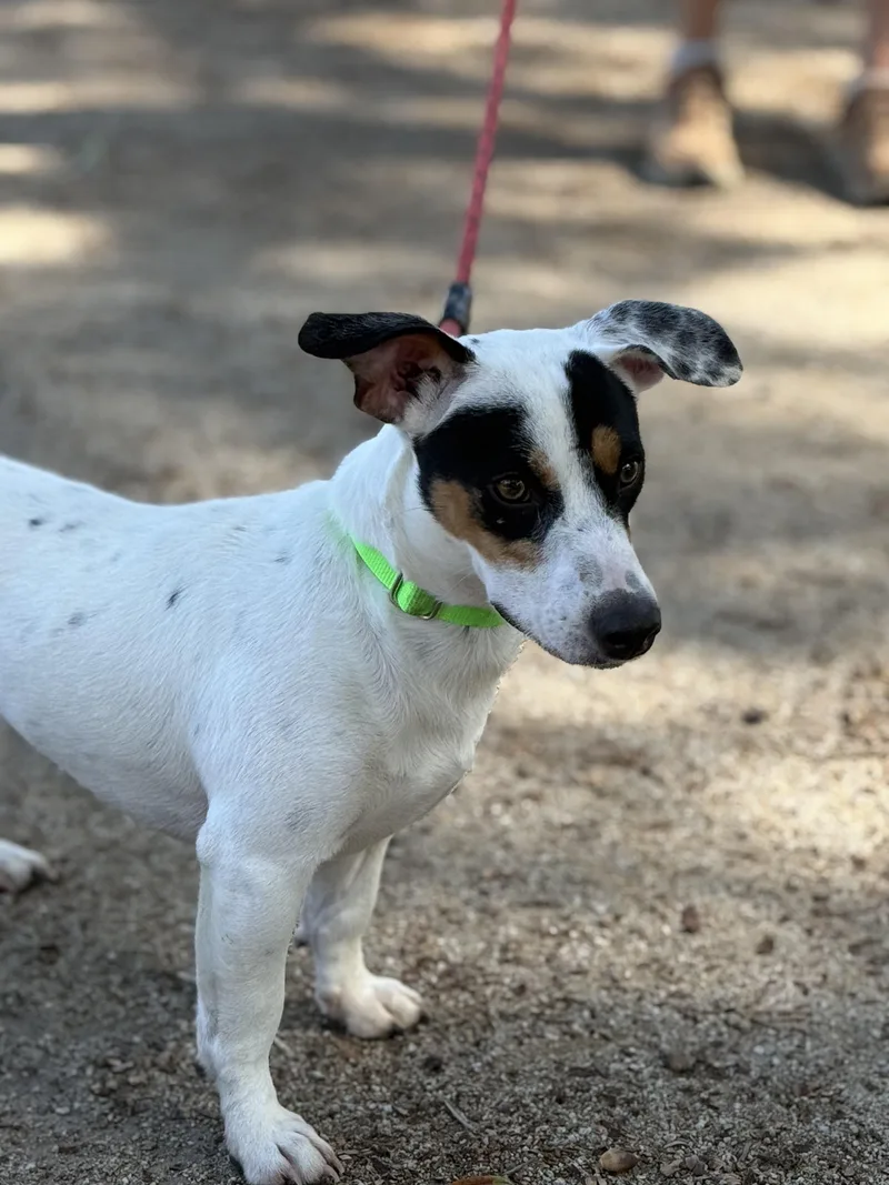 An adult small-sized male Dachshund dog named Max for adoption in Pawleys Island, SC