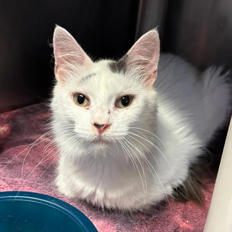 A senior medium-sized female White Domestic Long Hair cat named Princess for adoption in Chippewa Falls, WI