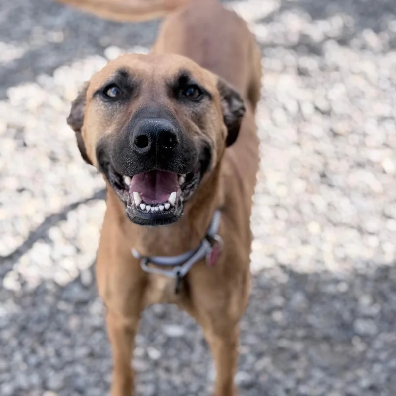 An adult medium-sized female Mixed Breed dog named Reba for adoption in Medford, OR