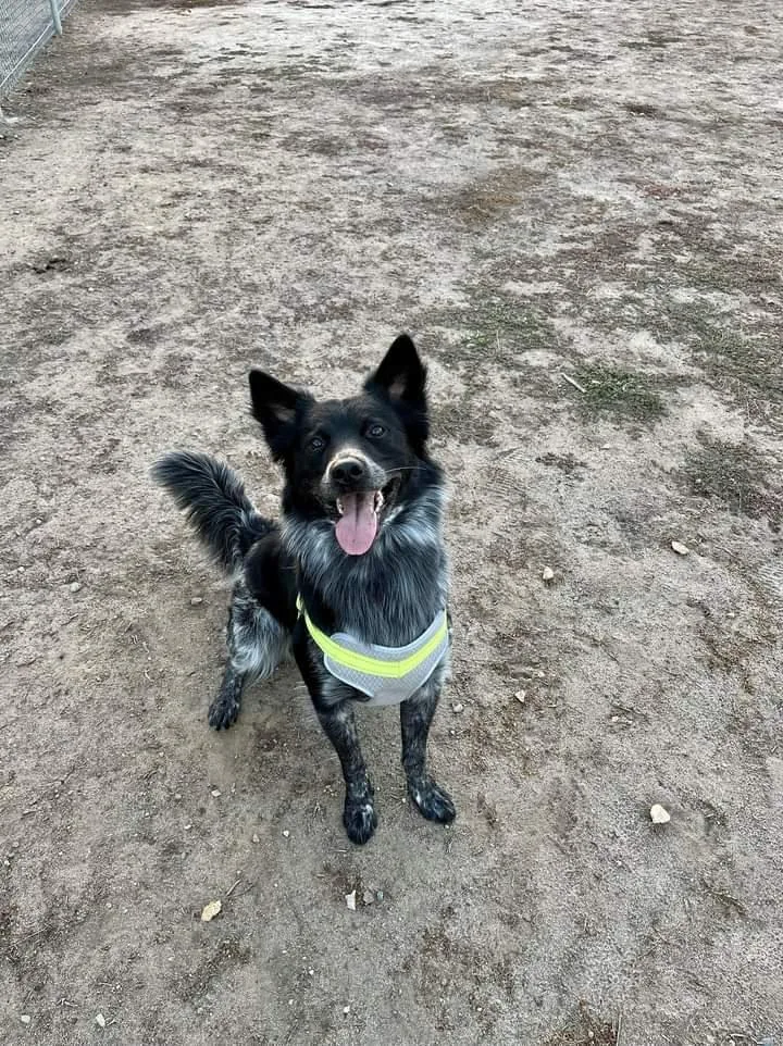 A young medium-sized male Border Collie dog named Aries for adoption in Apple Valley, CA