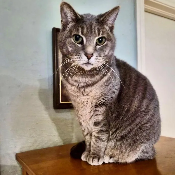 An adult medium-sized female Tabby (Gray / Blue / Silver) Tabby cat named Sterling for adoption in Tulsa, OK