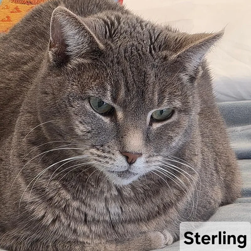 Sterling thumbnail 4
