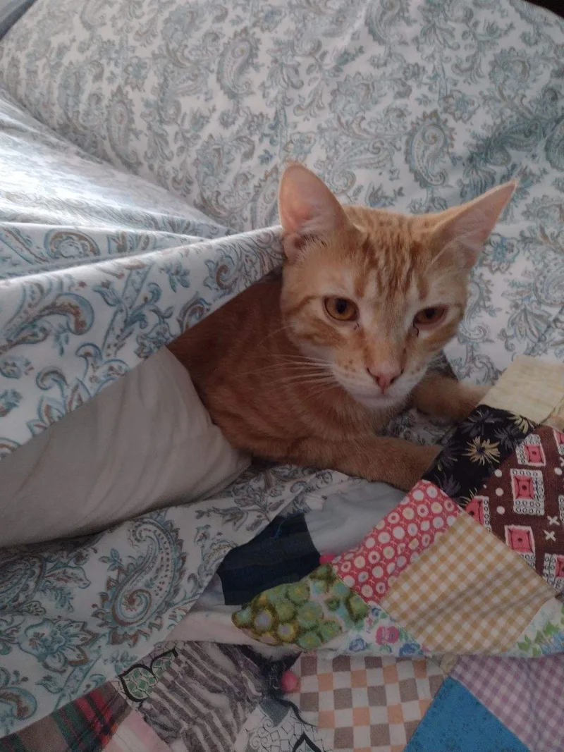 An adult medium-sized male Tabby (Orange / Red) Domestic Short Hair cat named Bowie for adoption in Owatonna, MN