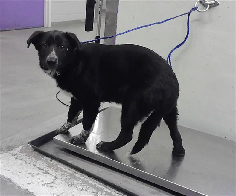 A baby medium-sized female Border Collie dog named Lucy for adoption in Houston, TX