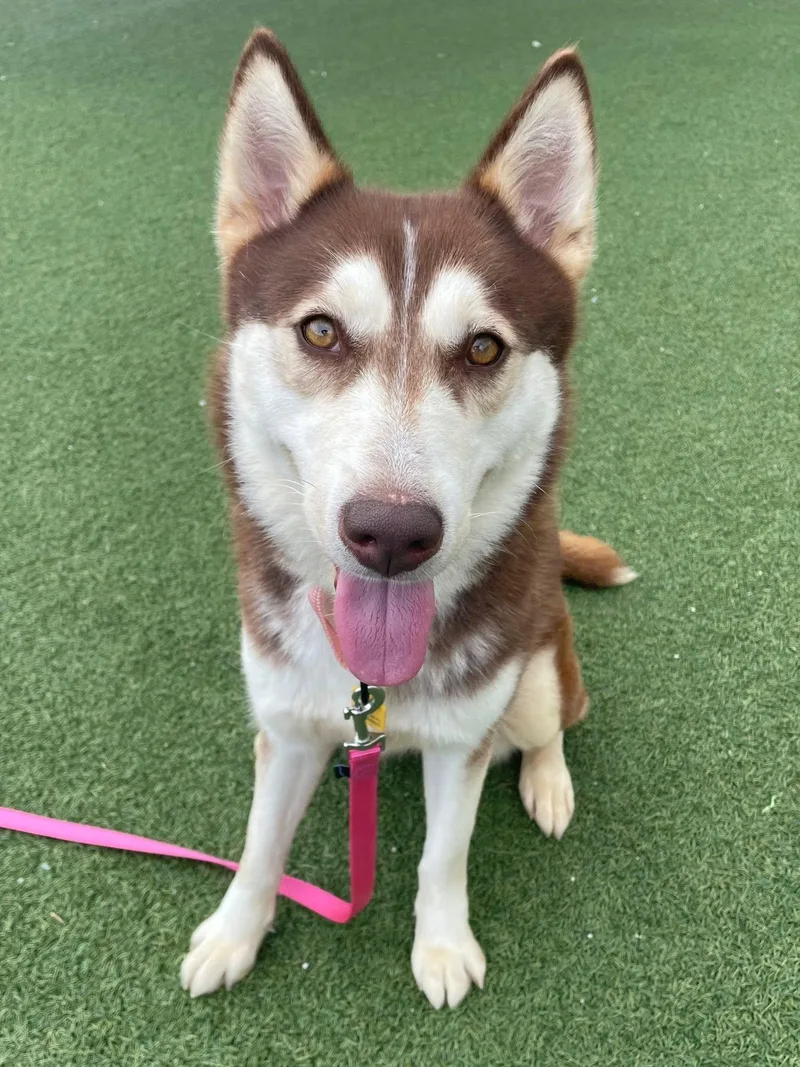 A young medium-sized female Brown / Chocolate Siberian Husky dog named Harley for adoption in Cleveland, OH