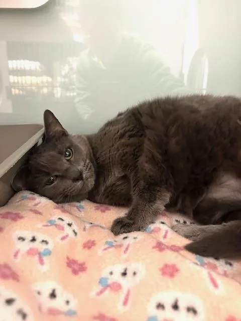 A senior medium-sized female Gray / Blue / Silver Domestic Short Hair cat named Miss Ellie for adoption in Muskegon, MI