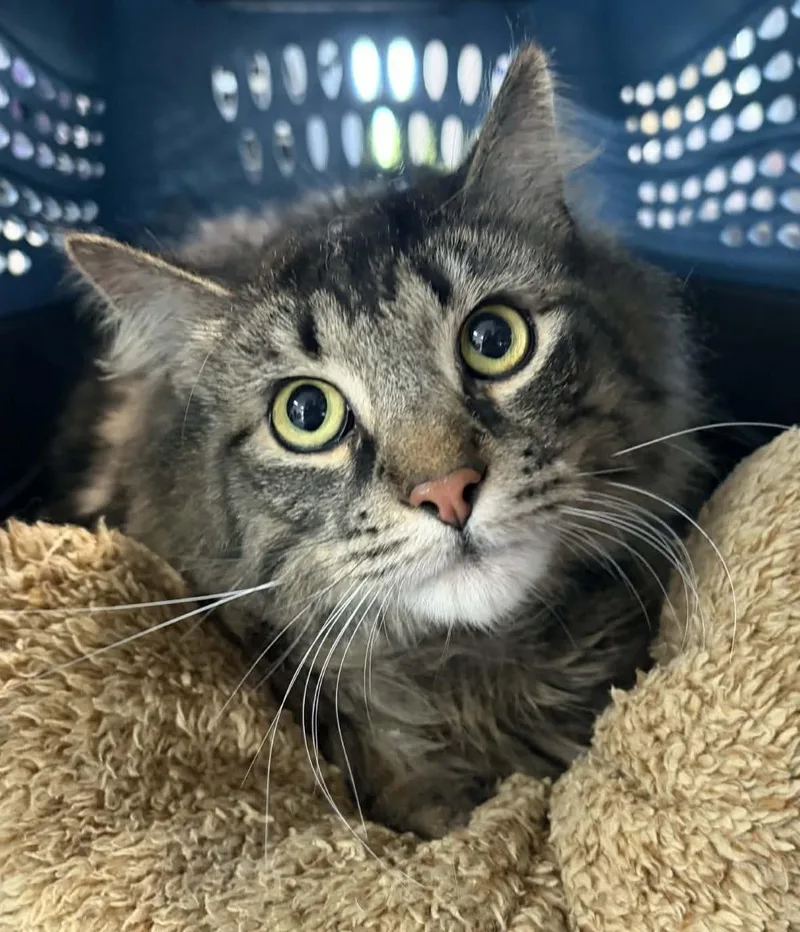 An adult large-sized male Tabby (Tiger Striped) Domestic Long Hair cat named Neeco for adoption in Allegan, MI