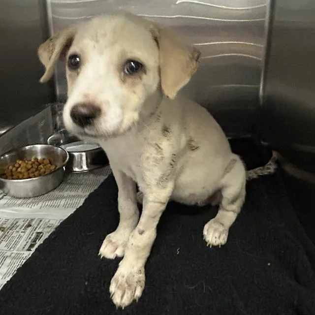 A baby small-sized female American Staffordshire Terrier dog named Ceres for adoption in San Antonio, TX