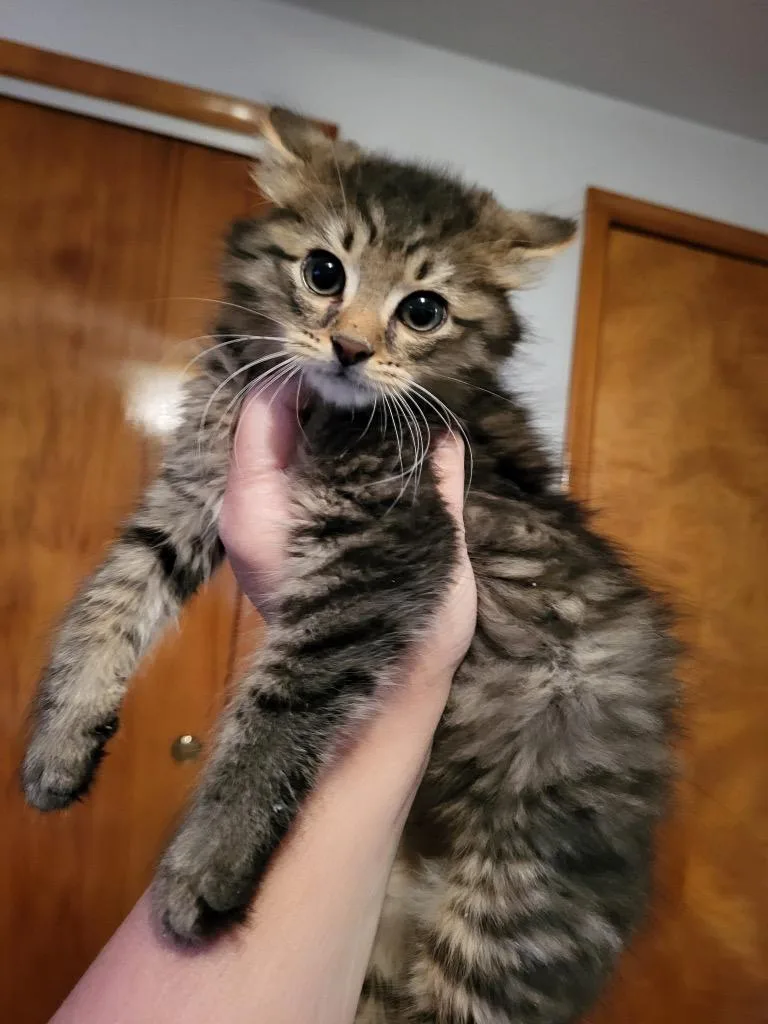 A baby small-sized male Domestic Medium Hair cat named Levi for adoption in Wintersville, OH