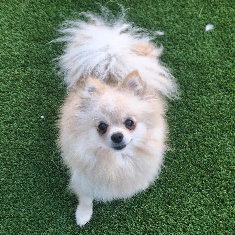 An adult small-sized female White / Cream Pomeranian dog named Souffle for adoption in LOXAHATCHEE, FL