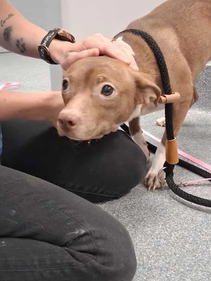 An adult medium-sized female Terrier dog named Carolina for adoption in Sevierville, TN