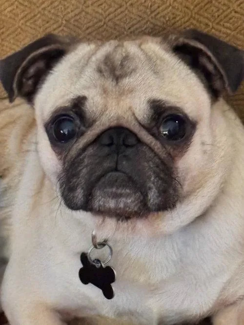 An adult small-sized male Pug dog named Gizmo for adoption in Summerfield, NC