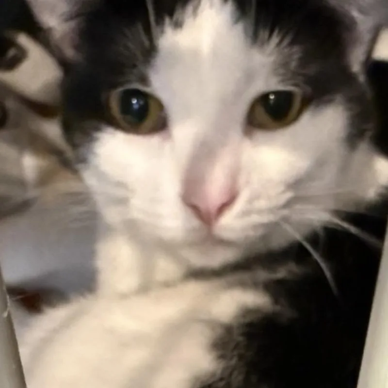 An adult medium-sized female Black & White / Tuxedo Domestic Short Hair cat named Mimi for adoption in Palatine, IL