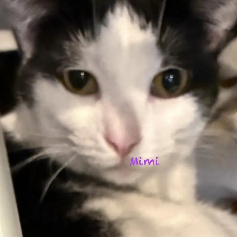 Mimi thumbnail 2
