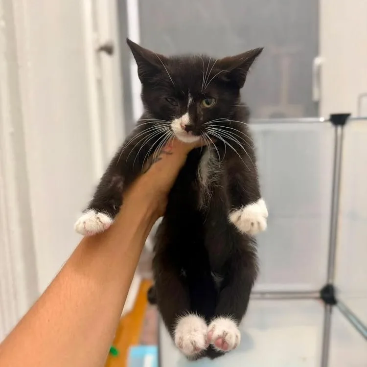 A baby small-sized male Black Domestic Short Hair cat named Justice for adoption in Long Island City, NY