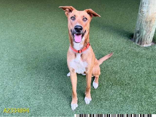 A young large-sized female Mixed Breed dog named Freya for adoption in West Palm Beach, FL