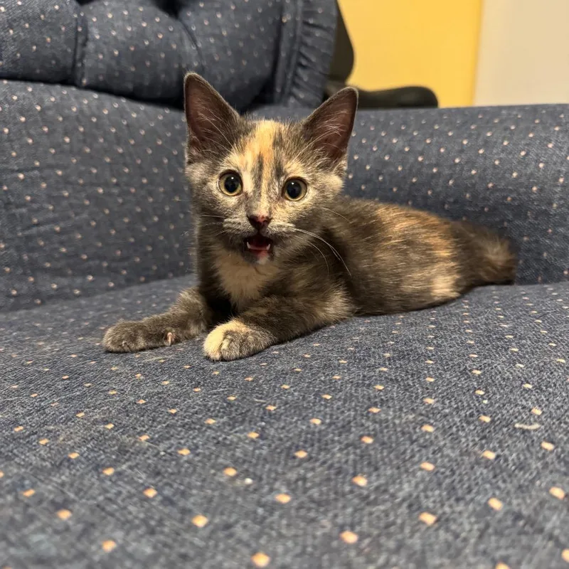 A baby small-sized female Gray / Blue / Silver Domestic Short Hair cat named Autumn for adoption in Huntsville, AL