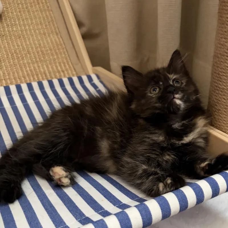 A baby small-sized female Tortoiseshell Domestic Long Hair cat named Spoon for adoption in Lexington, KY