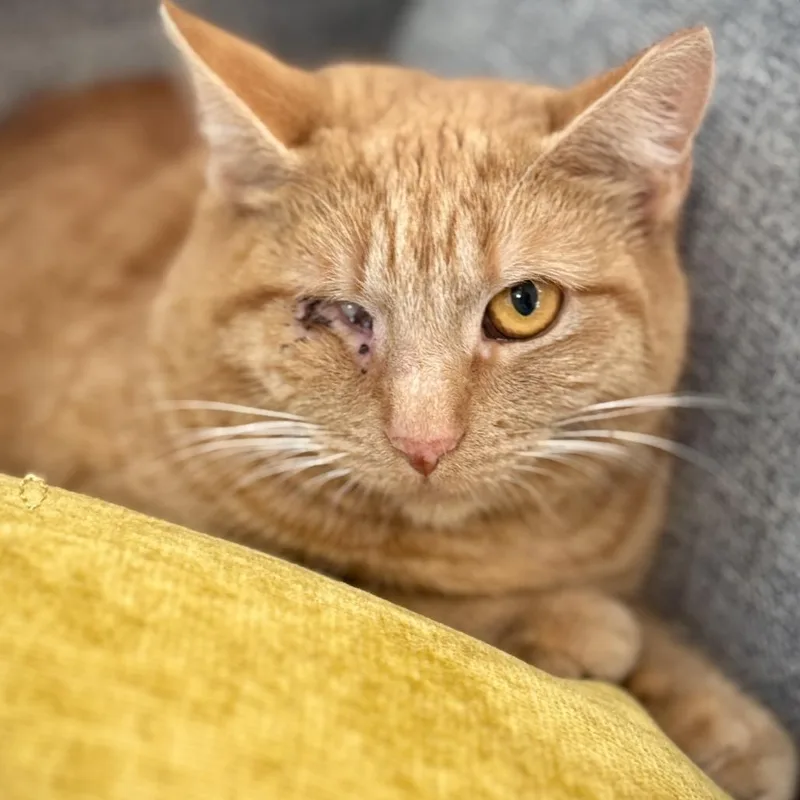 Scarlett thumbnail 2