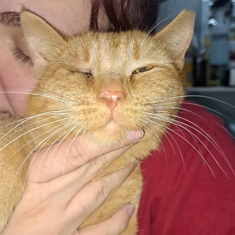 Scarlett thumbnail 3